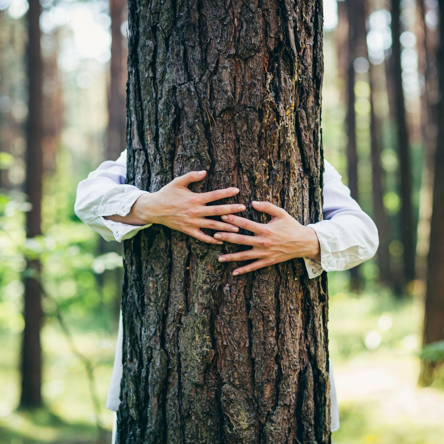 Umarmung einer Kiefer im Wald – Ausdruck von Naturverbundenheit und Reinheit, inspiriert durch ätherische Kieferöle von ESSENCE-PUR