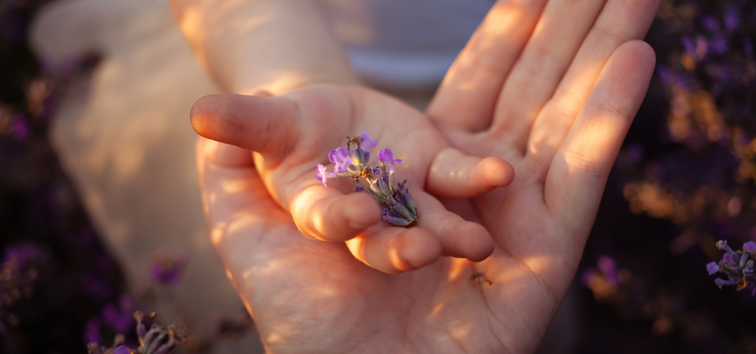 Ein Lavendelzweig liegt in den geöffneten Händen von Kind und Erwachsenem, sanftes Licht streift die Haut.