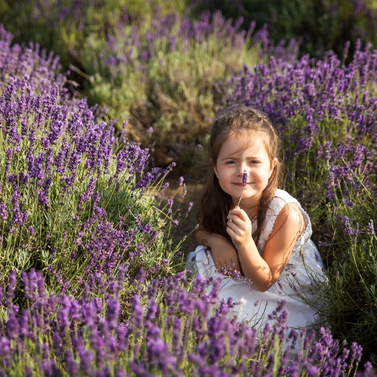 Kleines Mädchen im weißen Kleid sitzt lächelnd in einem blühenden Lavendelfeld und hält einen Lavendelzweig an ihr Gesicht.