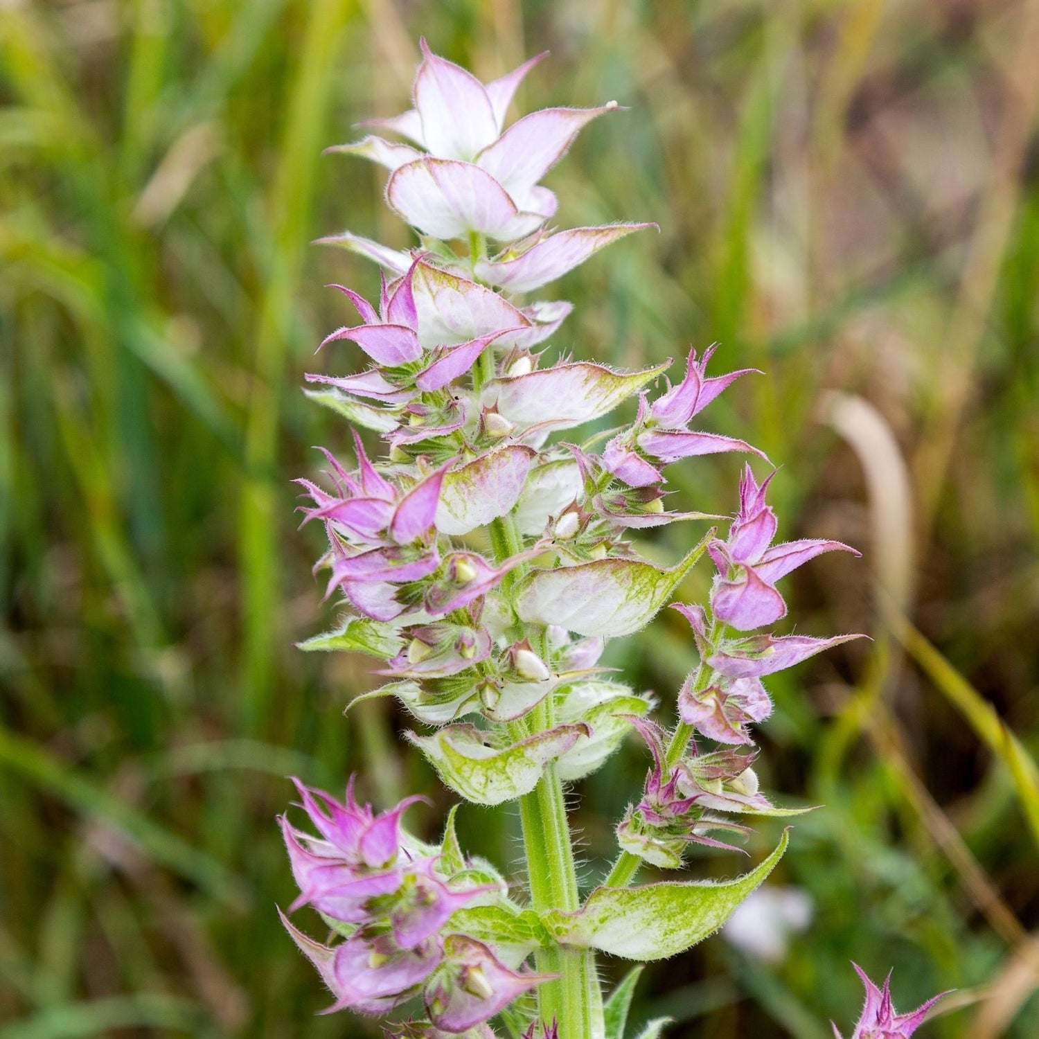 Blühende Muskatellersalbei-Pflanze (Salvia sclarea) in ihrer natürlichen Umgebung