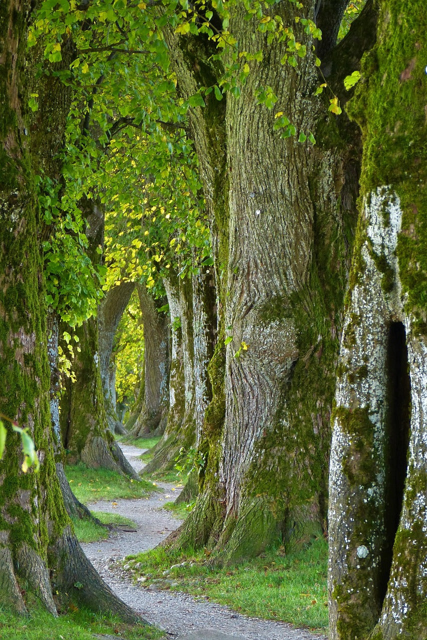 Moosbewachsener Waldweg zwischen mächtigen Bäumen – Symbol für Ruhe, Beständigkeit und naturreine Essenzen von ESSENCE-PUR (Foto: Sivia Rita, Pixabay)