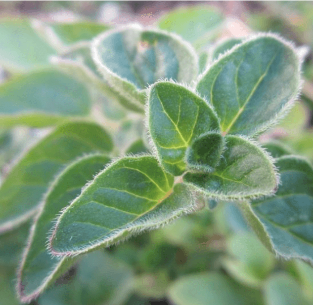 Nahaufnahme frischer Oregano-Blätter mit feinen Härchen – aromatische Heil- und Gewürzpflanze für ätherisches Oreganoöl