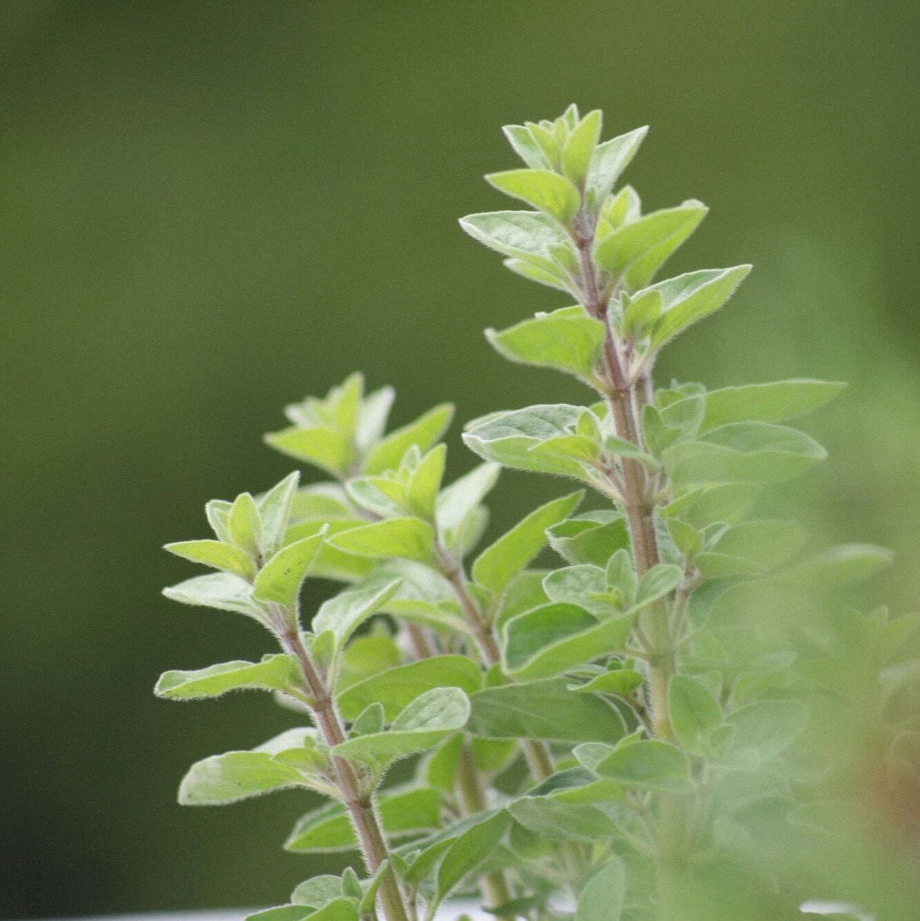 Nahaufnahme einer Oregano-Pflanze mit frischen grünen Blättern vor unscharfem Hintergrund – Symbol für die natürliche Kraft und Frische von Oreganoöl.
