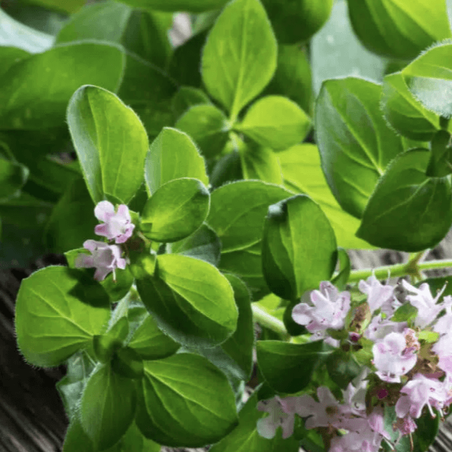 Nahaufnahme der Oregano-Pflanze mit frischen grünen Blättern und zarten rosa Blüten – Symbol für die aromatische Kraft und natürliche Herkunft von Oreganoöl.