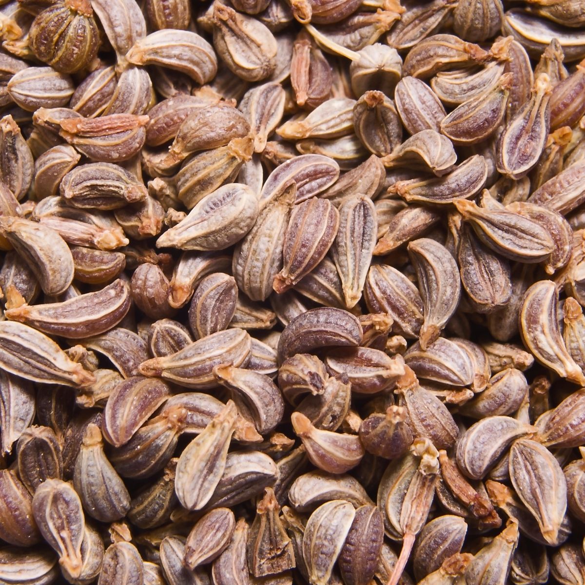 Getrocknete Petersiliensamen – natürliche Basis für Petersiliensamenöl bio