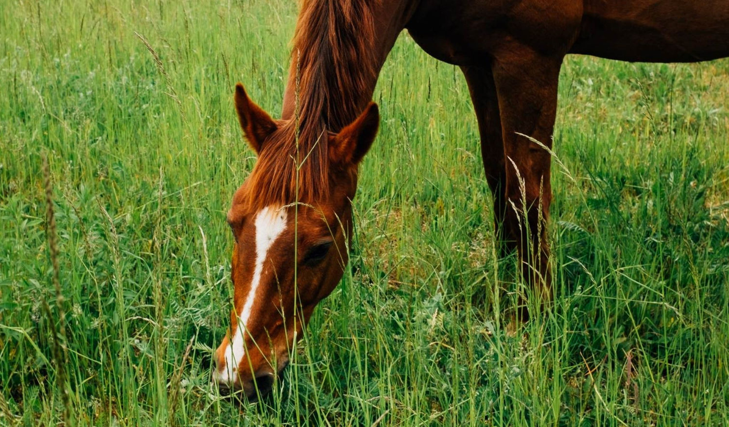 Braunes Pferd steht entspannt auf einer Wiese im Abendlicht – Symbol für Naturverbundenheit, Ruhe und achtsamen Umgang mit Tieren