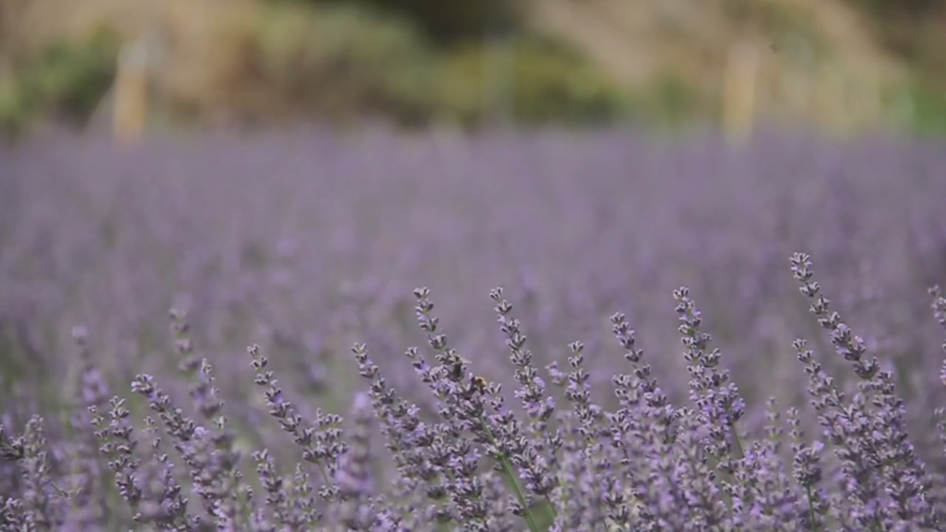 Video laden:
