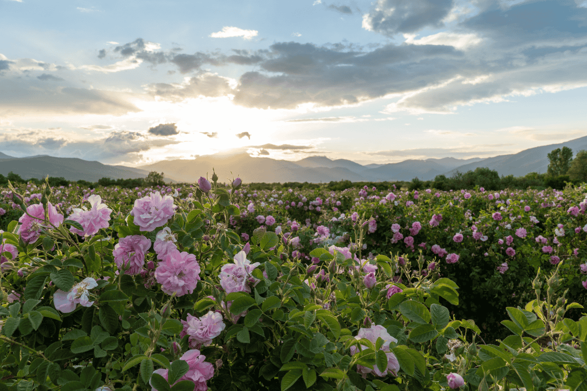 Rosenfelder im Tal der Rosen bei Sonnenaufgang – traditionelles Anbaugebiet für Rosenöl in Bulgarien.