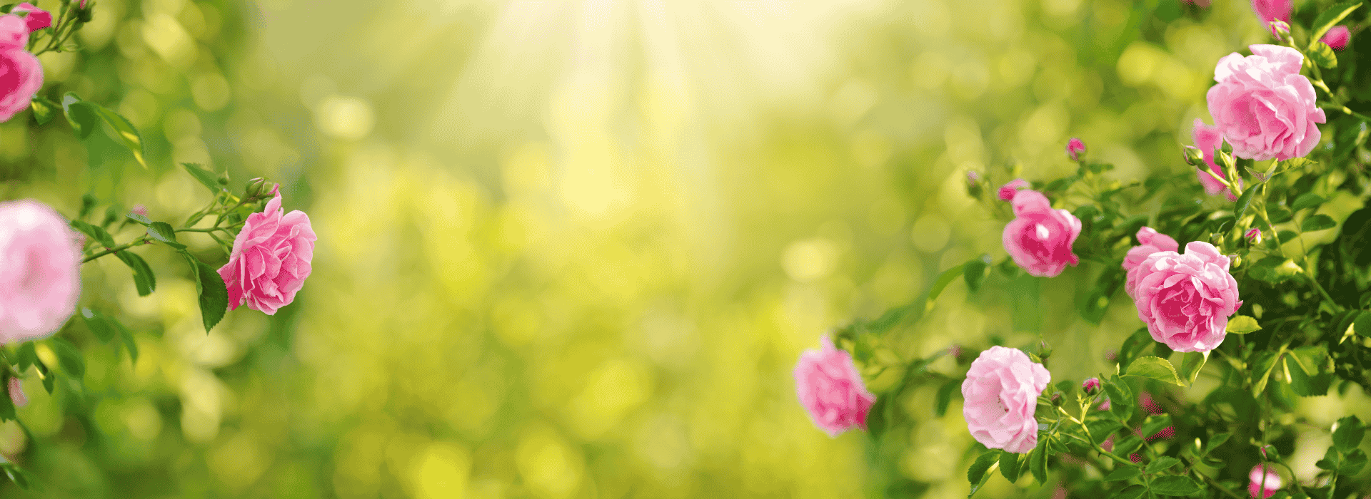 Blühender Rosengarten im Sonnenlicht mit rosa Rosen – natürliche Quelle für edles Rosenöl.