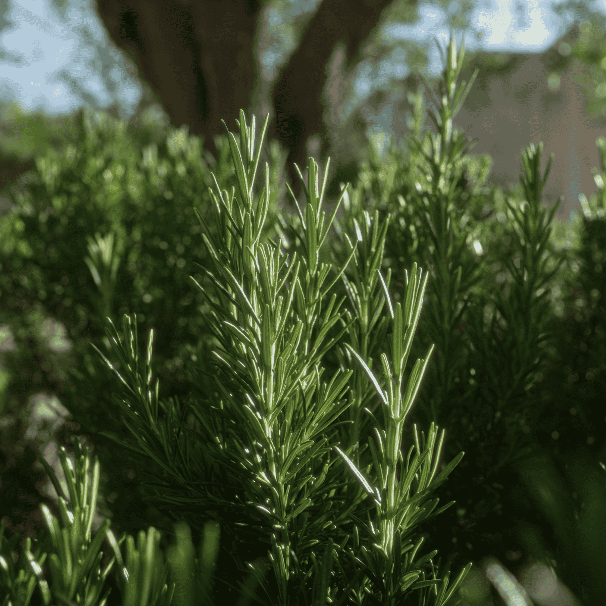 Frischer Rosmarin im Sonnenlicht – typische mediterrane Pflanze, Ursprung des ätherischen Rosmarinöls.