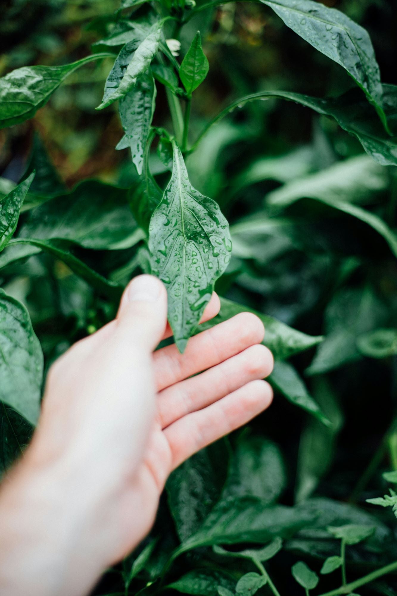 Berührung mit der Natur – Hand streift durch nasses grünes Blattwerk im Garten.