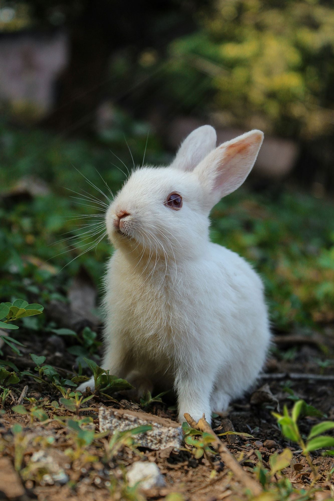 Weißes Kaninchen sitzt auf Waldboden im grünen Gras und blickt aufmerksam nach oben – Naturaufnahme bei Tageslicht.