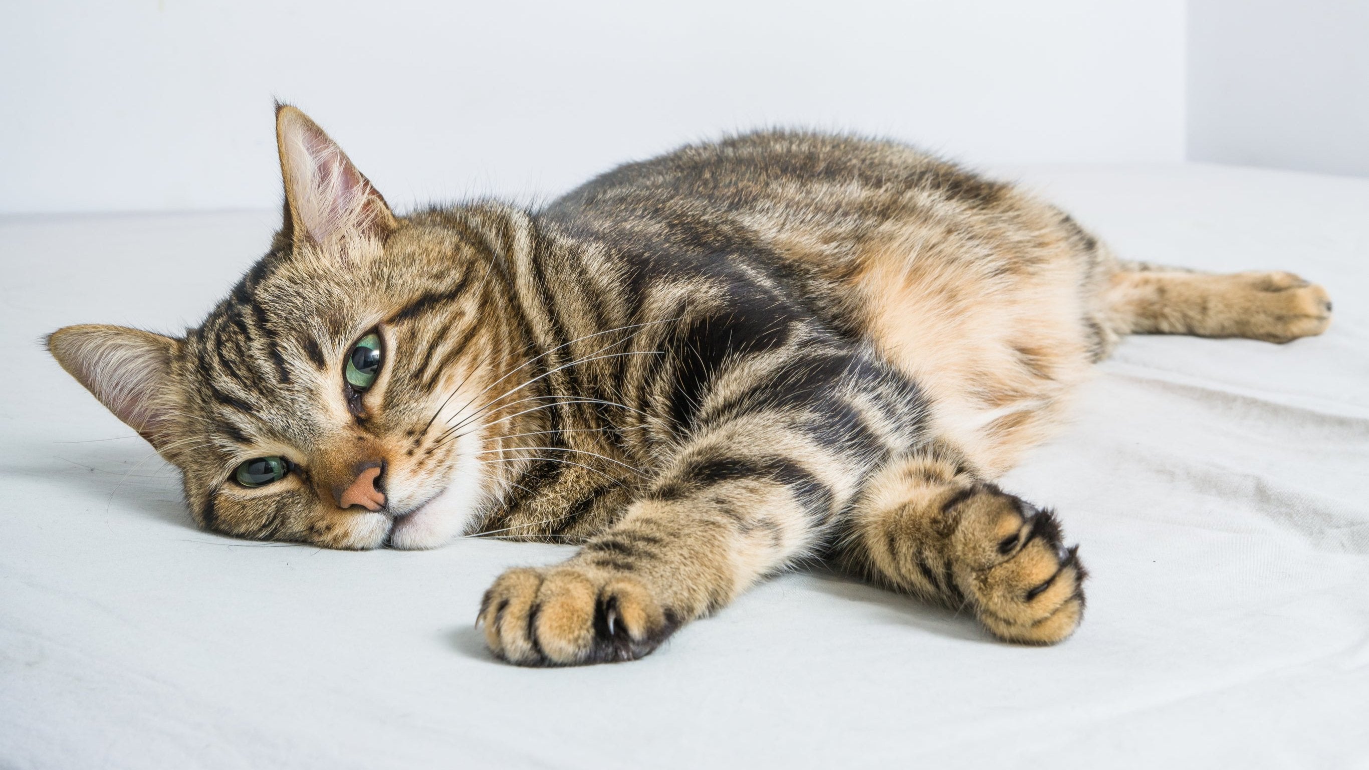 Entspannte getigerte Hauskatze liegt auf hellem Untergrund – Symbol für Ruhe, Geborgenheit und achtsamen Umgang mit Tieren