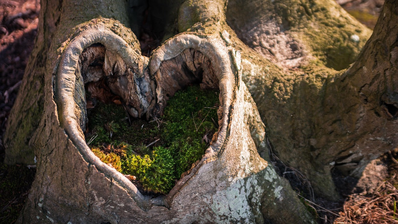 Natürliches Herz im Baumstamm, ausgefüllt mit grünem Moos – Sinnbild für Geborgenheit, Verwurzelung und die Kraft der Natur. (Fot: Tom Berinski, Pixabay)