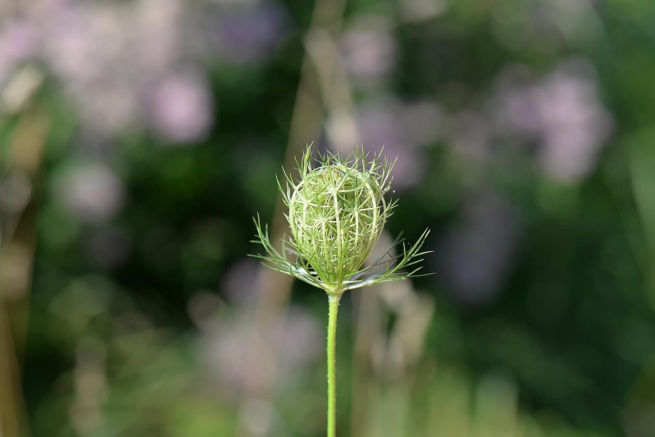Wild wachsende Kümmelpflanze zur Gewinnung von Kümmelöl bio (Feldkümmel bio)