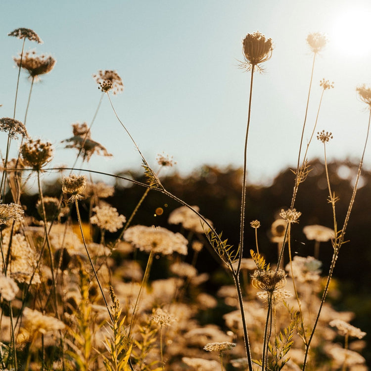 Zarte Wildblumen im goldenen Sonnenlicht – Symbol für Natürlichkeit, Reinheit und die sanfte Kraft der Pflanzenwelt