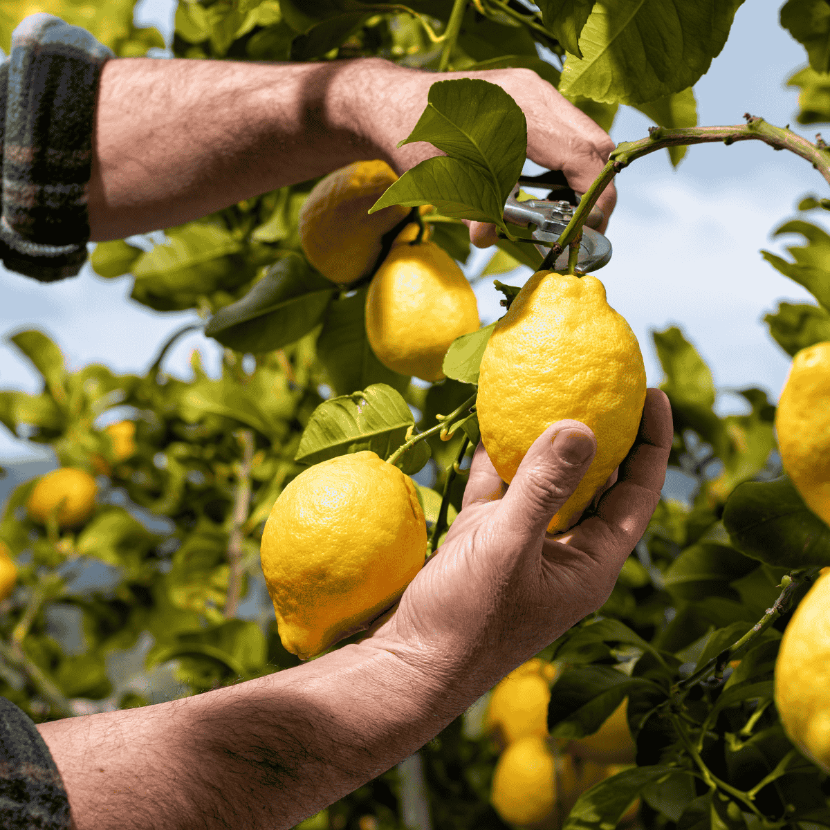 Zitronen werden von Hand direkt am Baum geerntet – nachhaltiger Anbau für hochwertiges ätherisches Zitronenöl.