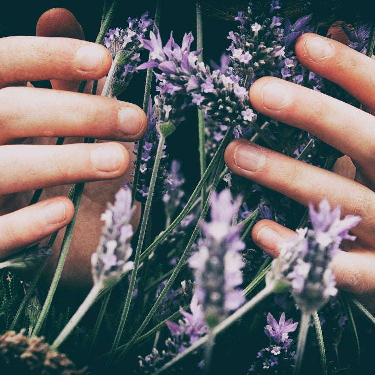 Zwei Hände berühren behutsam blühenden Lavendel – Sinnbild für Achtsamkeit, Pflanzenkraft und die Nähe zur Natur