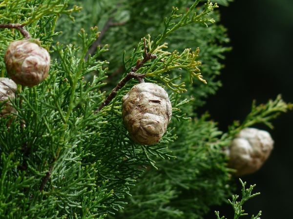 Zweig der Mittelmeer-Zypresse mit grünen Nadeln und reifen Zapfen – Cupressus sempervirens in natürlicher Umgebung