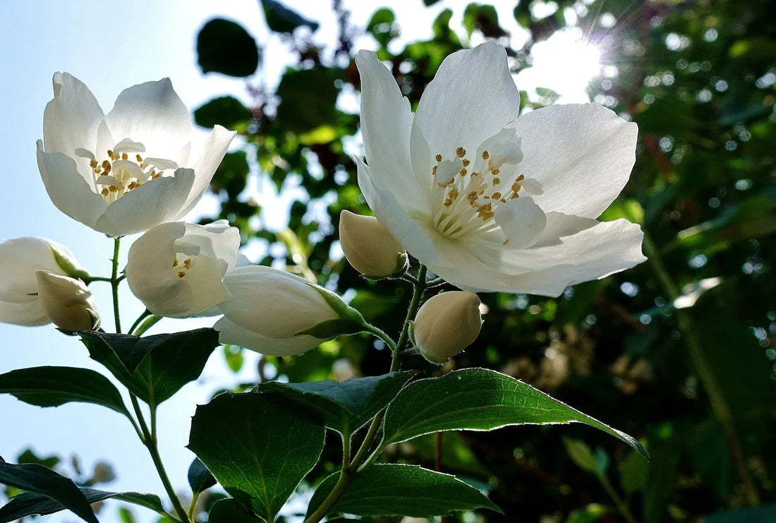 Weiße Jasminblüten im Sonnenlicht – Symbol für Frühling, Leichtigkeit und natürliche Duftkraft