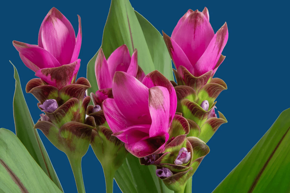 Leuchtend pinke Blüte der Kurkumapflanze (Curcuma longa) mit grünen Blättern in Nahaufnahme.