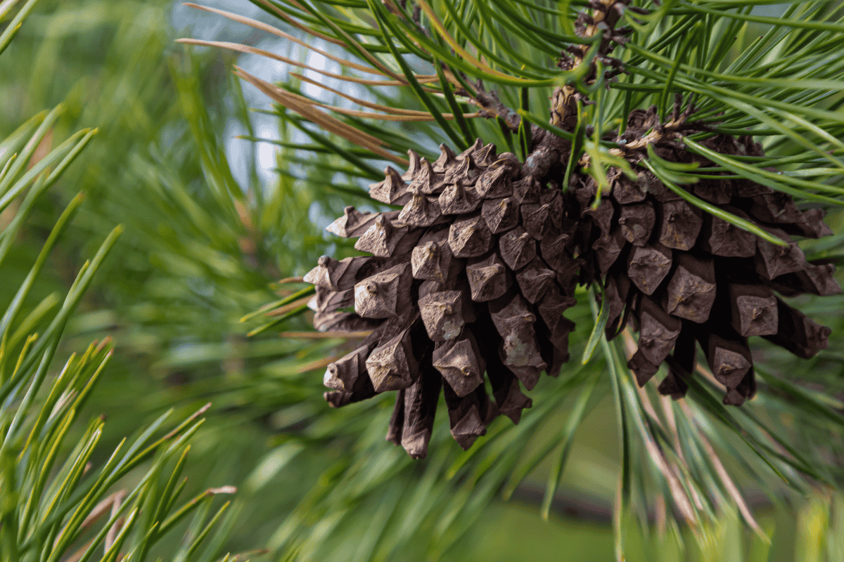 Kiefernöl – Frische und Klarheit aus dem Wald - ESSENCE-PUR