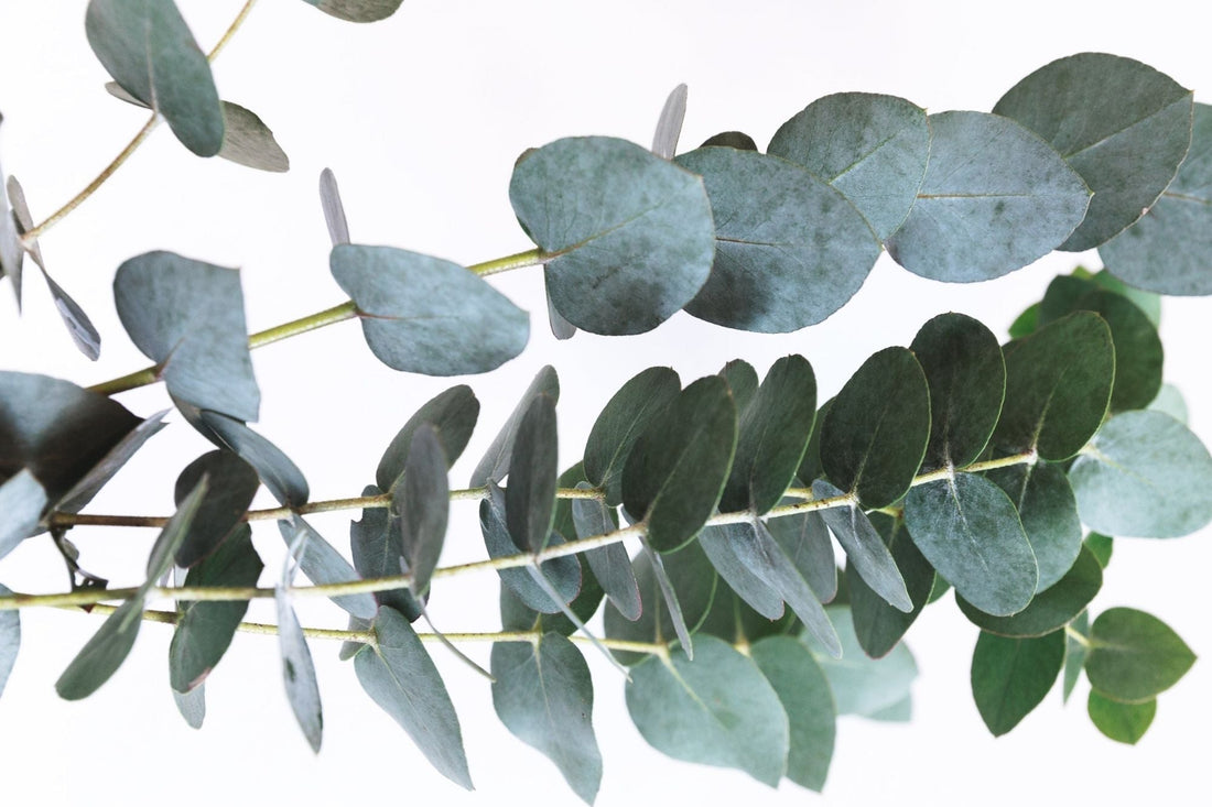 Eukalyptusöl – frische Kraft der Natur - ESSENCE-PUR