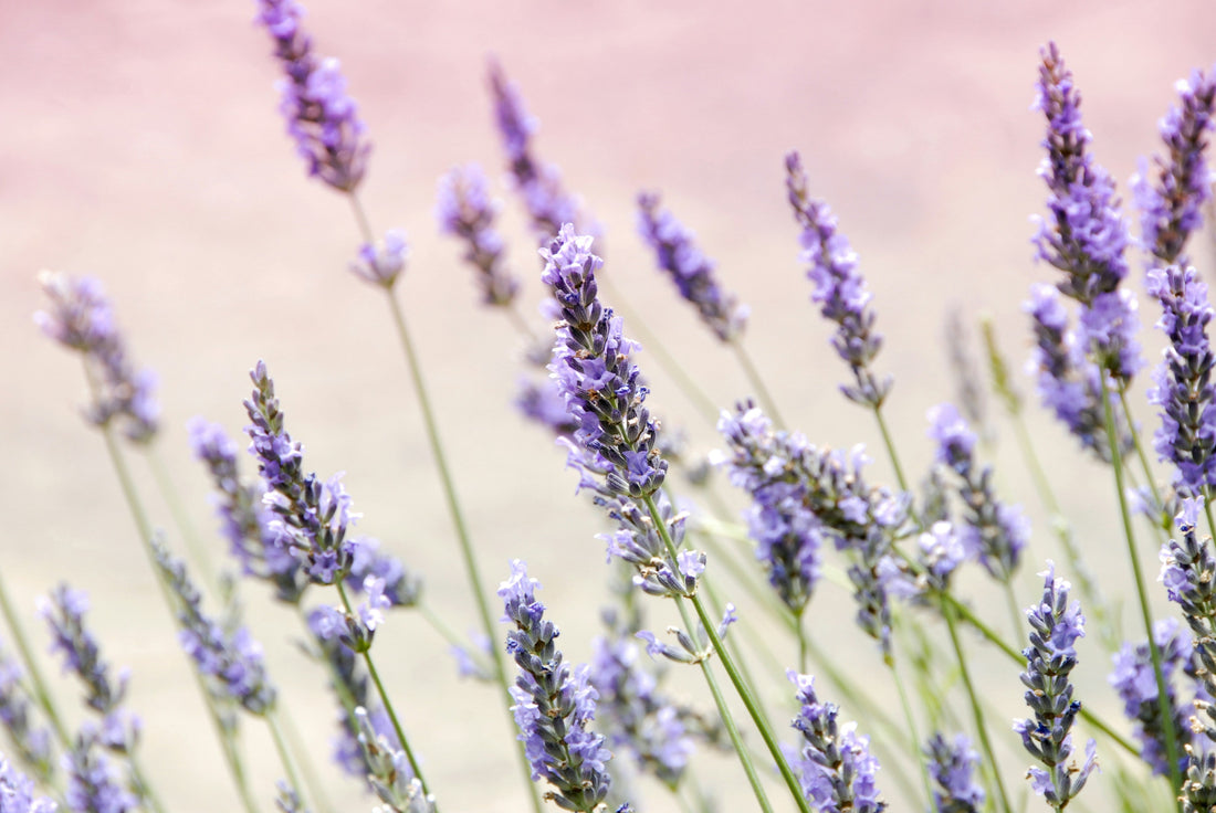 blühender Lavendel im Feld