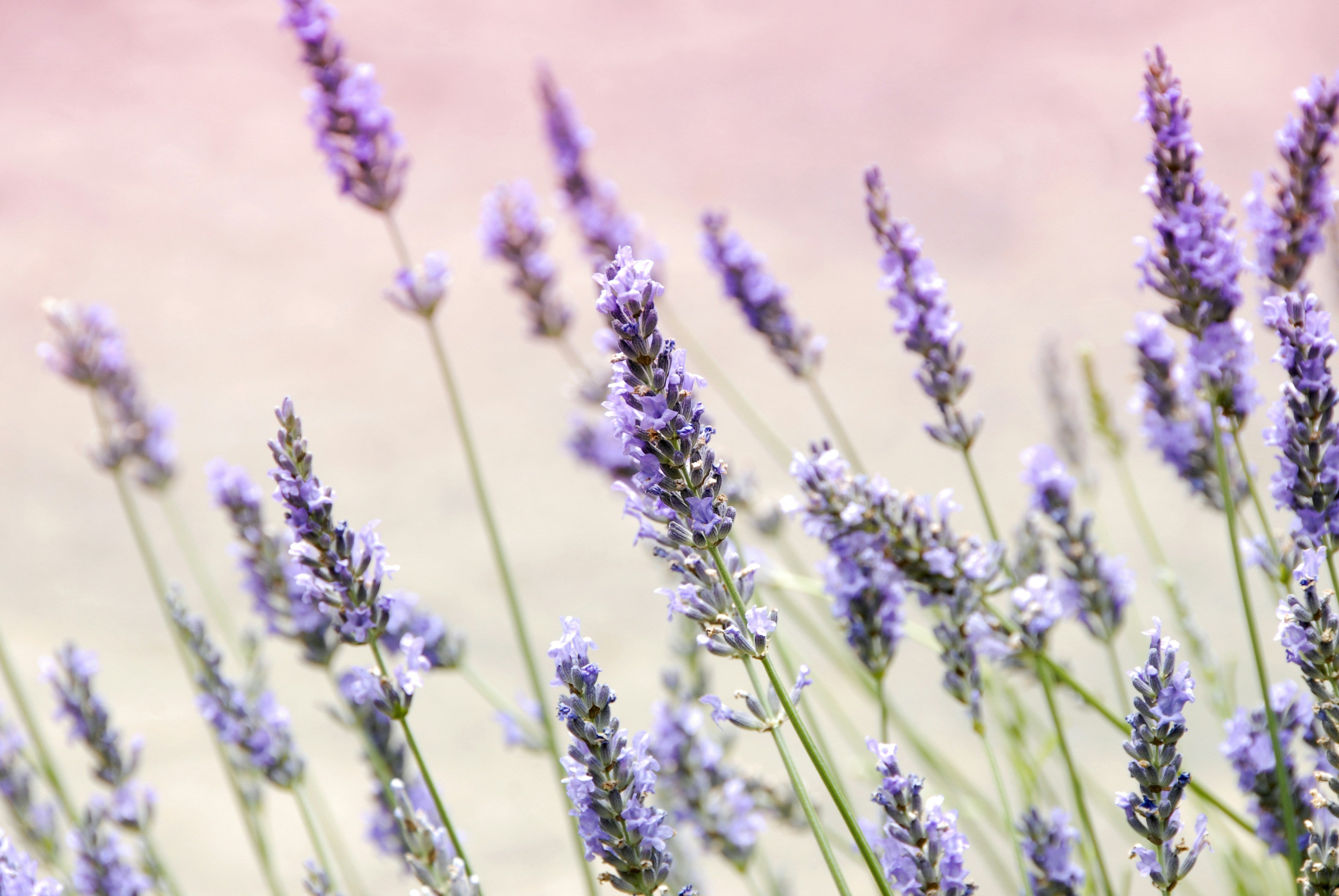 blühender Lavendel im Feld