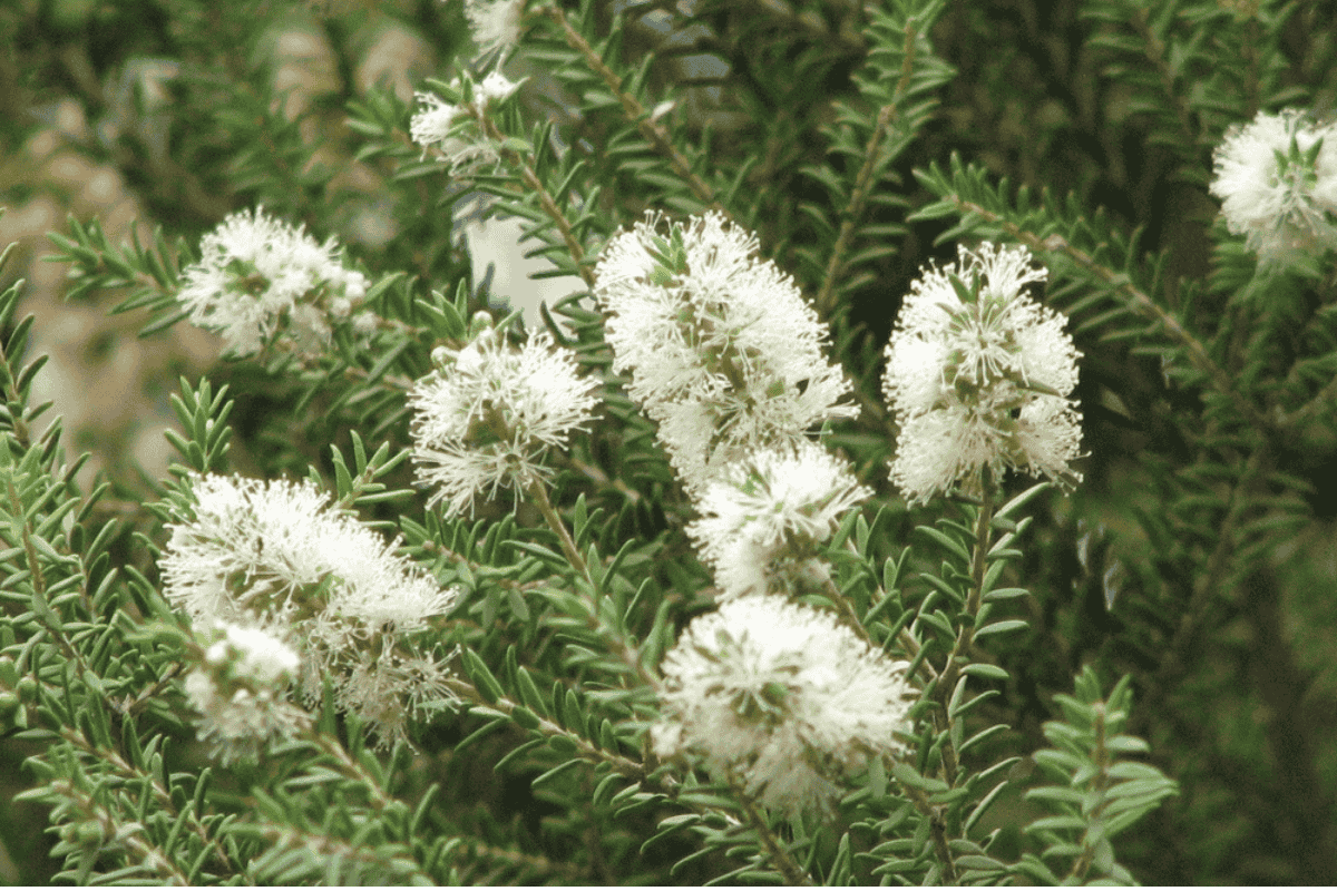 Teebaumöl – kraftvolle Frische & traditionelle Pflanzenkraft - ESSENCE-PUR