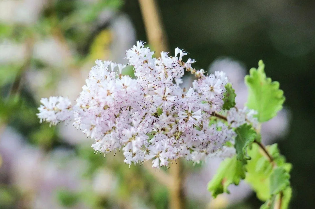 Zartrosa Blüten der Myrrhe (Commiphora myrrha) am Myrrhenbaum – Ursprung des ätherischen Myrrheöls