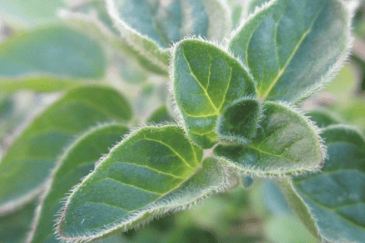 Oreganoöl – würziges Öl mit mediterranem Charakter - ESSENCE-PUR