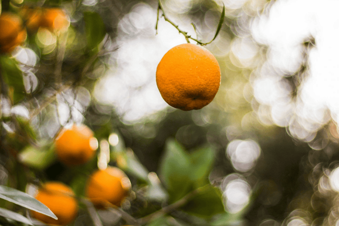 Petitgrainöl – grünes Zitrusaroma - ESSENCE-PUR