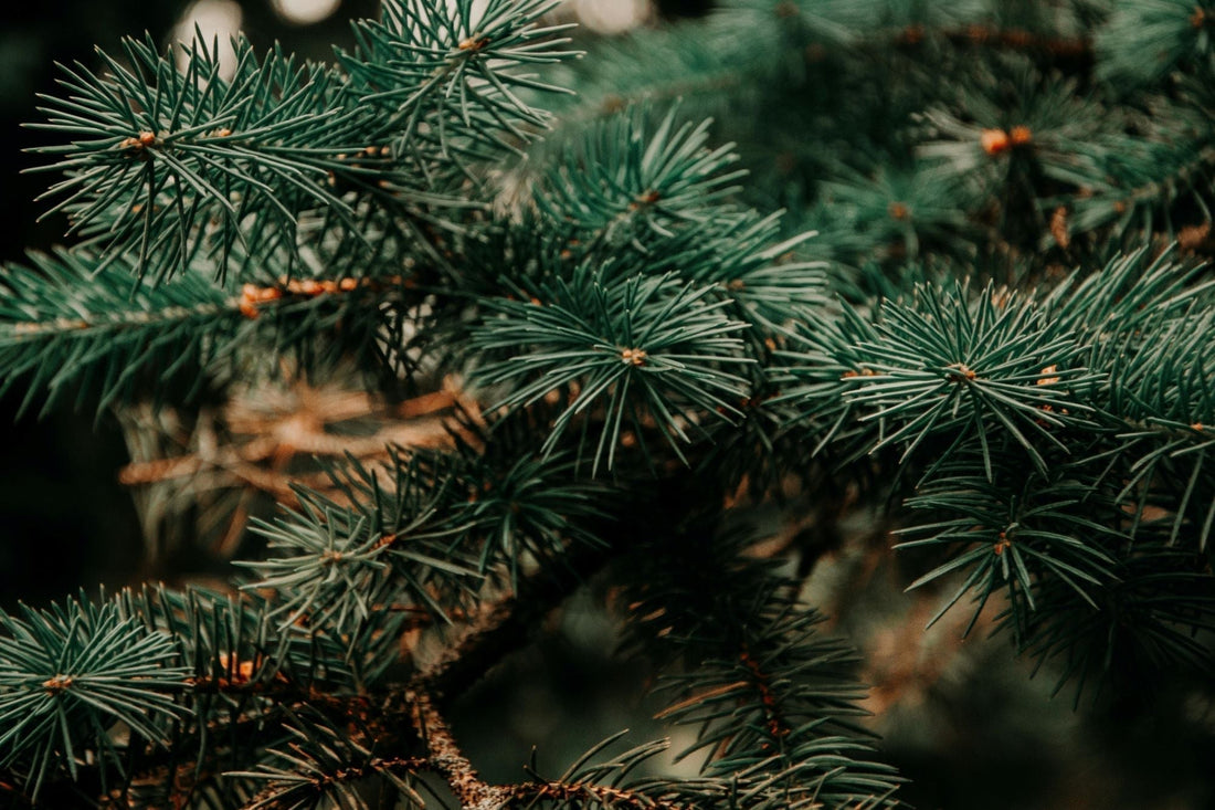 Nahaufnahme von Fichtenzweigen mit grünen Nadeln – Symbol für Frische, Waldduft und die natürliche Herkunft von Fichtenöl.