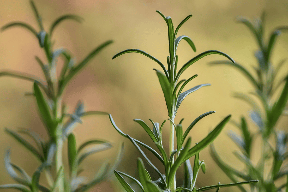 Rosmarinöl – aromatische Vielfalt & Chemotypen - ESSENCE-PUR