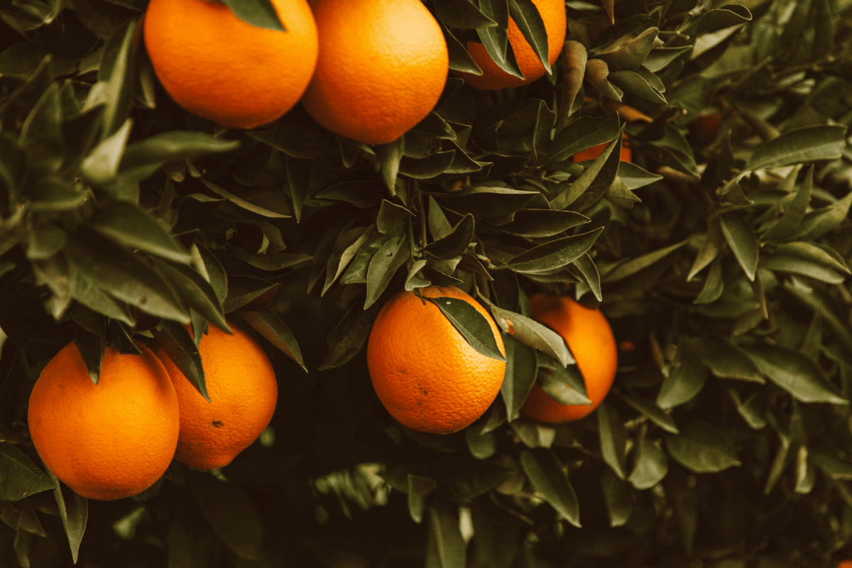 sieben wunderbar gereifte Orangen am Baum mit vielen grünen Blättern