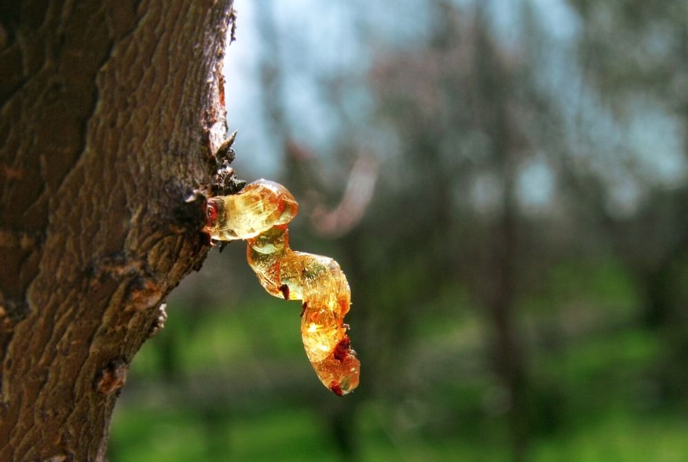 🌿Kenner & Liebhaber · Öl-Spezialitäten - ESSENCE-PUR