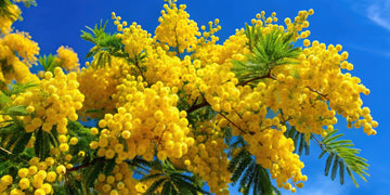 Mimose Absolue 100% (Acacia dealbata) - von ESSENCE - PUR | naturrein & hochwertig