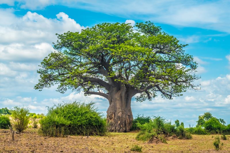 Affenbrotbaum - Boabab-Baum in der Savanne Afrikas
