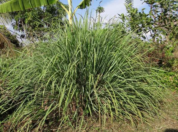Zitronengras aus Madagaskar zur Gewinnung von Ahibero bio (Cimbopogon giganteus) ätherisches Öl