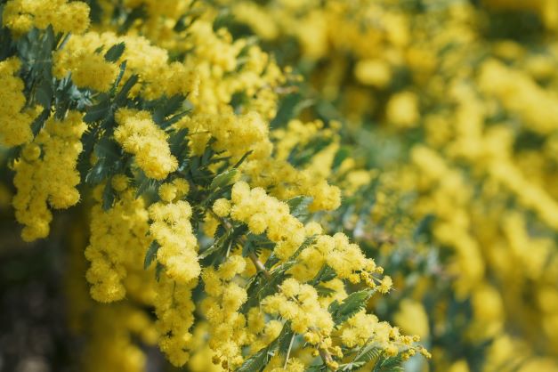 gelbe Akazienblüten zur Herstellung von Akazienblüte absolue (Acacia farnesiana) 40% Bio-Alkoholverdünnung