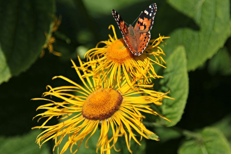 Nahaufnahme zwei gelbe Alantblüten mit Schmetterling zur Gewinnung von feinstem Alant Bio-Hydrolat.