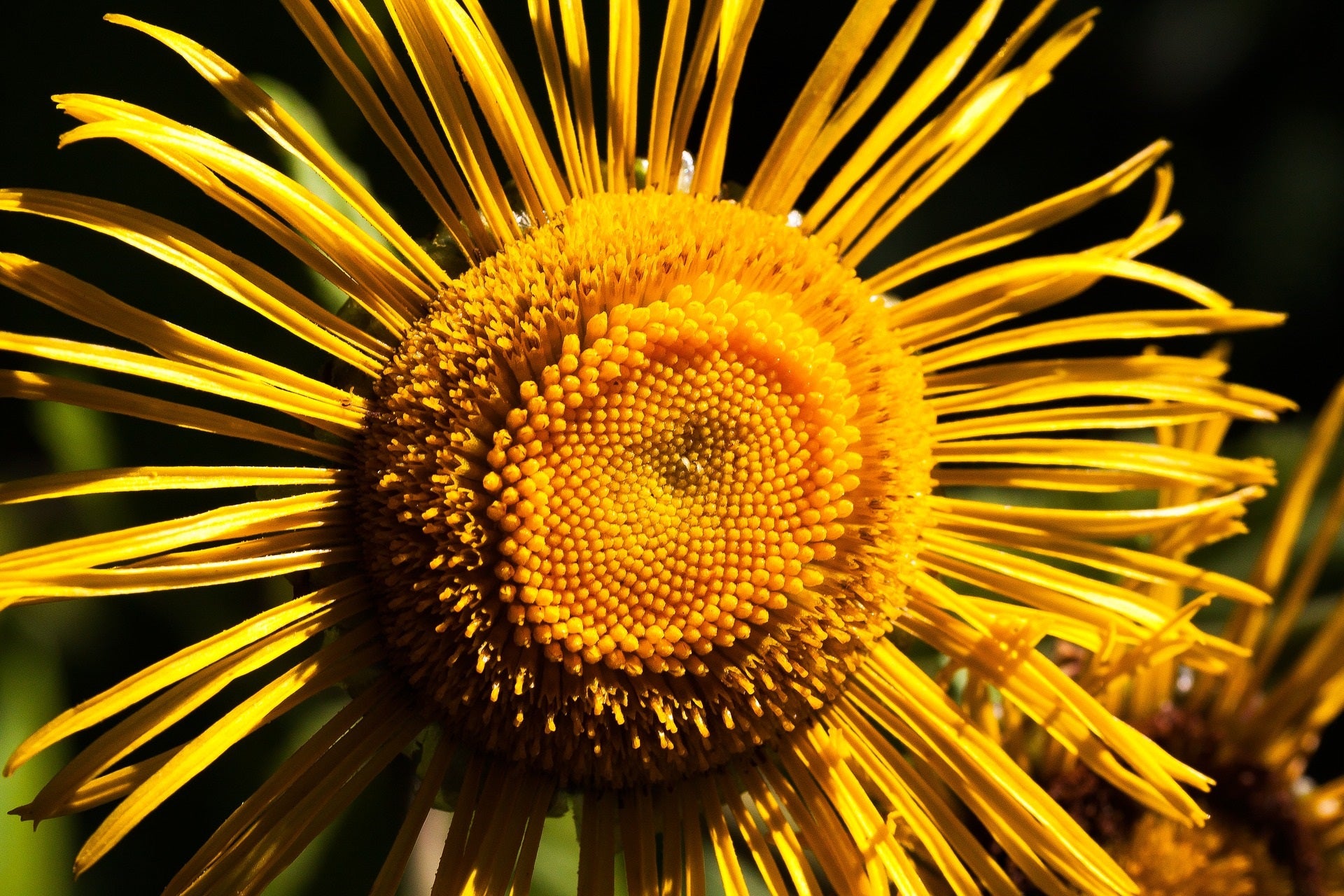 Leuchtend gelbe Alantblüte – zu Gewinnung von seltenem Alantöl bio, 100% naturreines ätherisches Öl