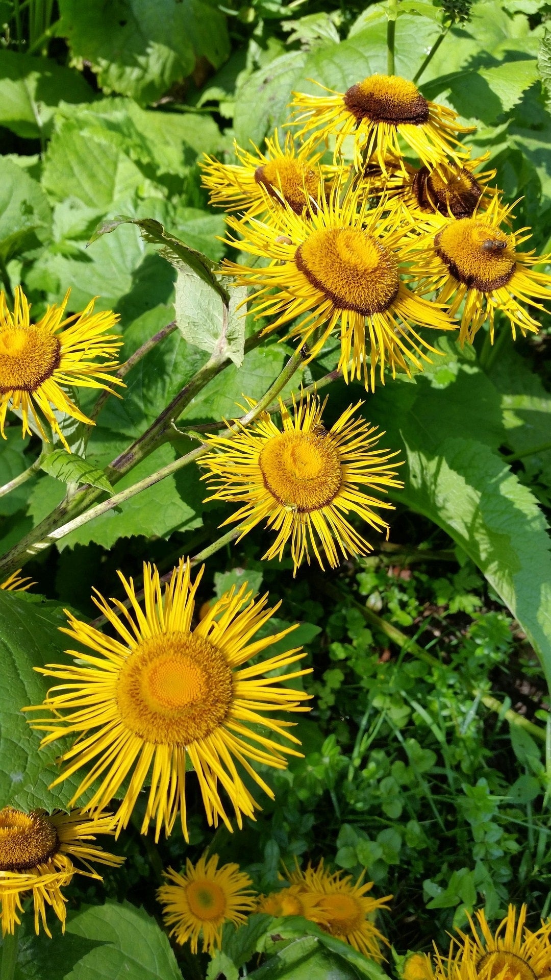 Alantstrauch mit Blüten zur Gewinnung von Alantöl bio-ätherisches Öl-(Inule Graveolens)
