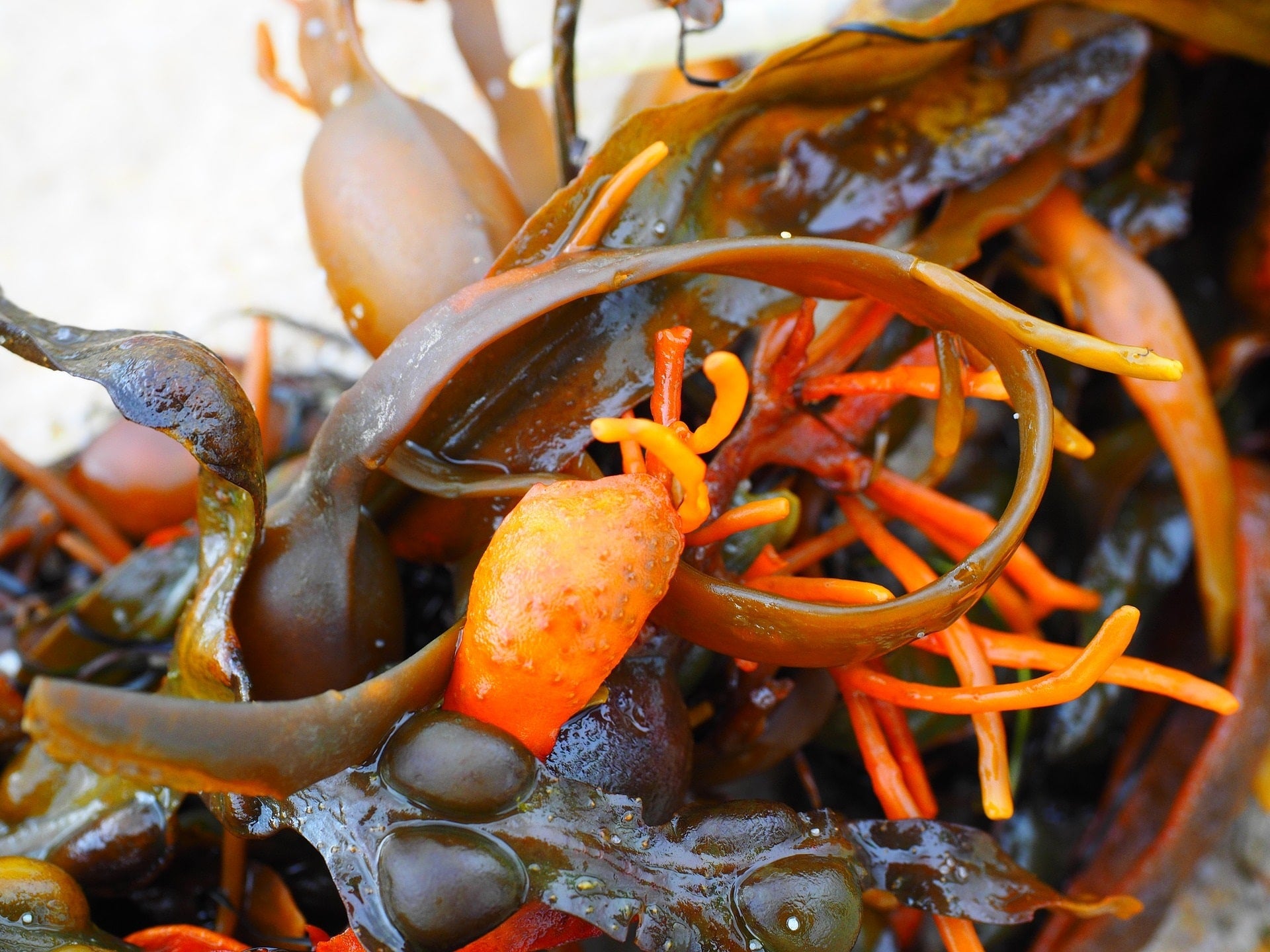 Blasentang zur Gewinnung von Alge absolue (fucus vesiculosus)