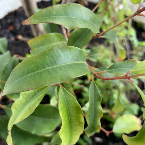 Strauch und Blätter der Anisemyrte zur Gewinnung von naturreinem Anismyrte (Backhousia anisata) ätherisches Öl