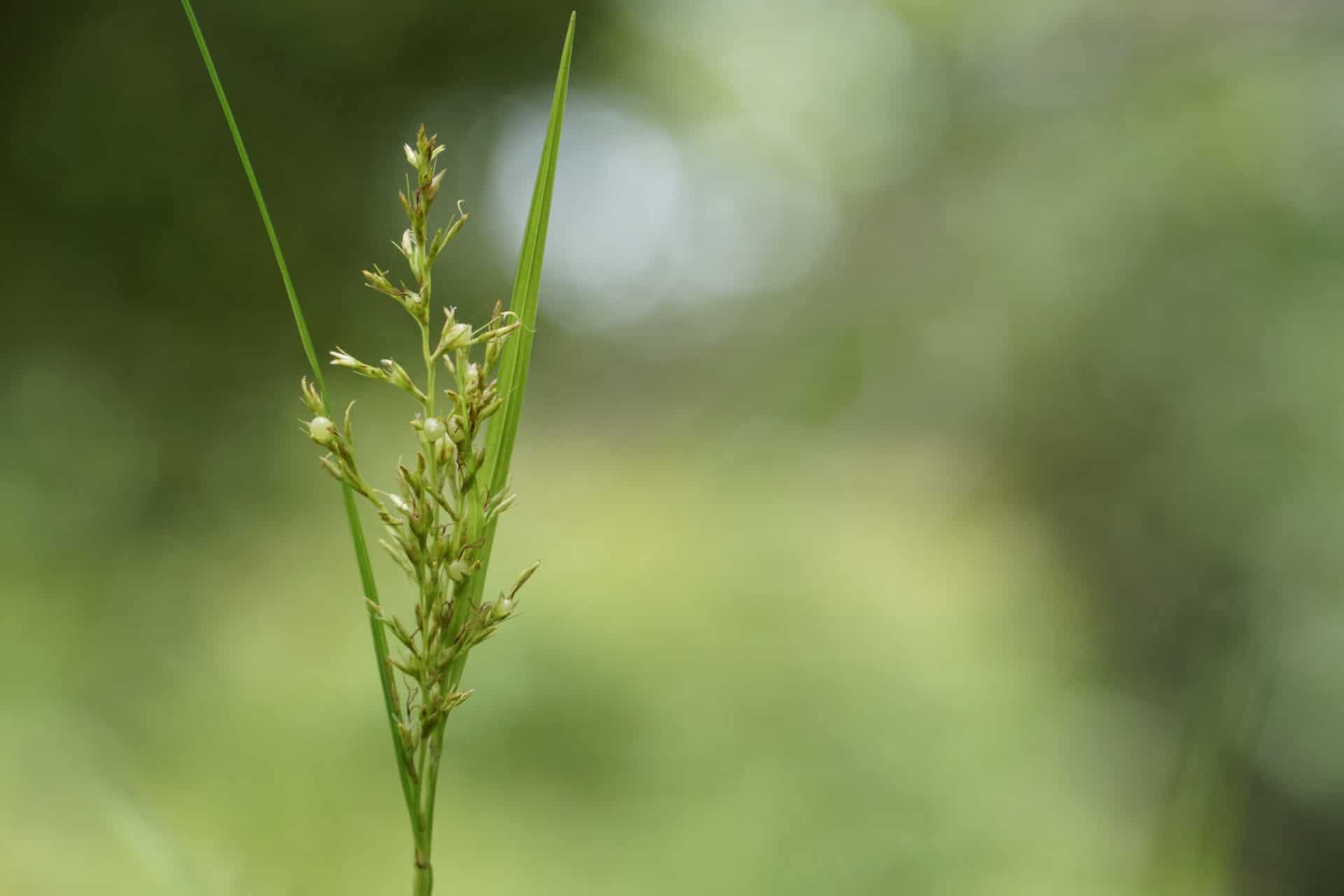 Nahaufnahme von Ruchgras zur Herstellung von Flouve Absolue 100% (Mariengras-Büffelgras)