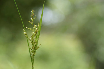 Flouve Absolue 100% (Mariengras - Büffelgras) - von ESSENCE - PUR | naturrein & hochwertig