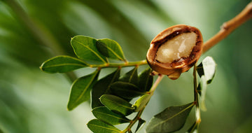 Arganöl geröstet bio kaltgepresst - von ESSENCE - PUR | naturrein & hochwertig