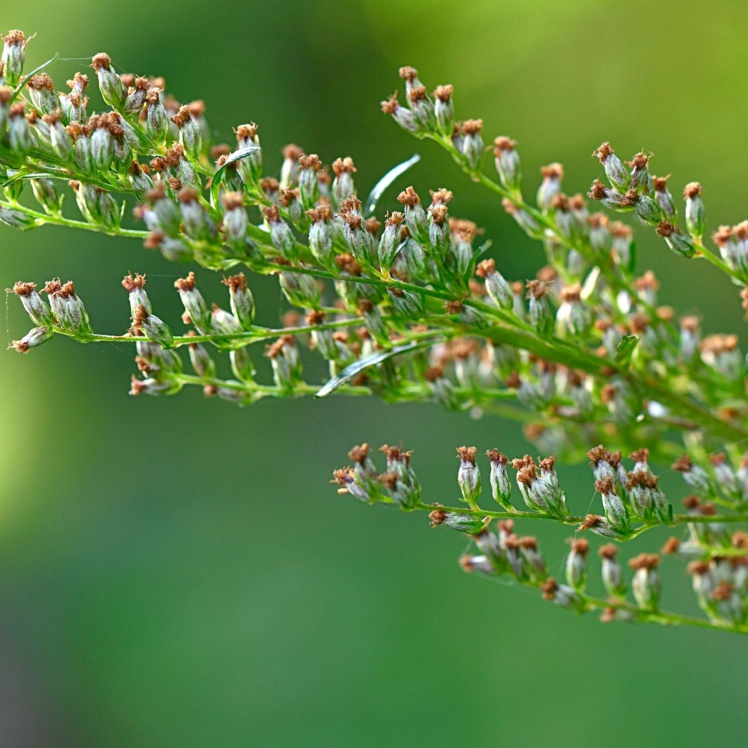Nahaufnahme von Artemisia Vulgaris (Gemeiner Beifuß) zur Gewinnung von feinstem Beifuß Öl aus Nepal